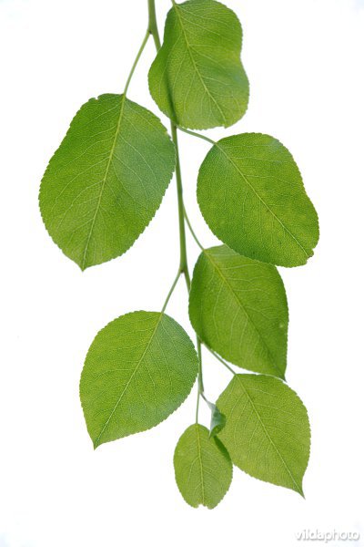 Perelaar