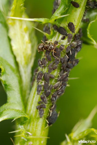 Mier met bladluizen