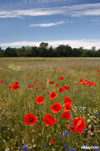 Bloemrijke akker