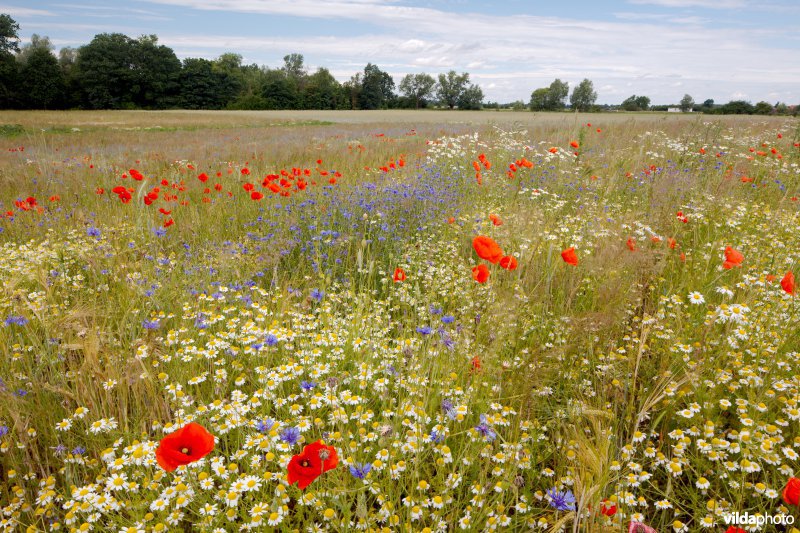 Bloemrijke akker