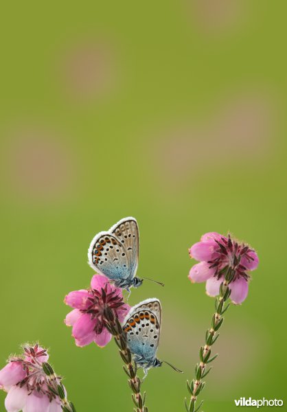 Heideblauwtjes op dopheide
