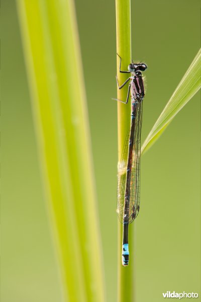 Variabele waterjuffer