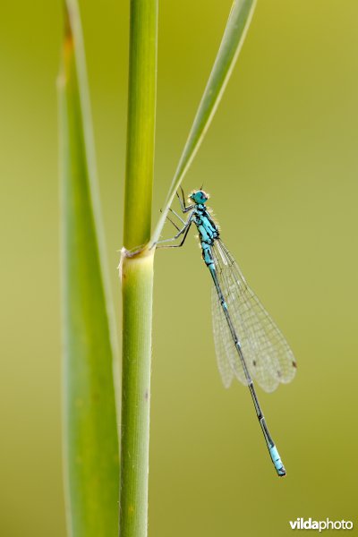 Variabele waterjuffer