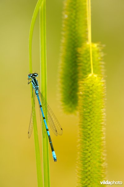 Azuurwaterjuffer
