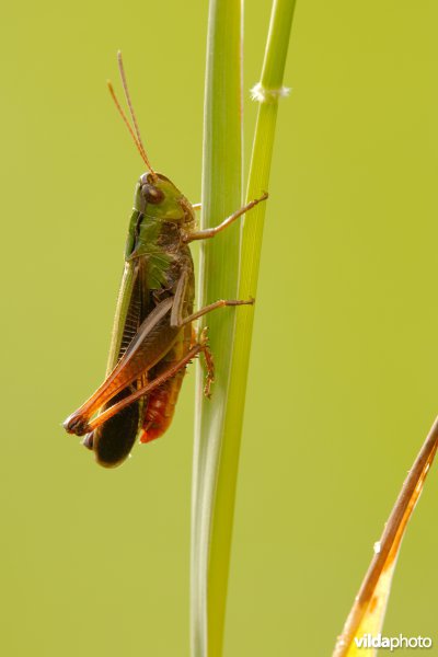 Zoemertje