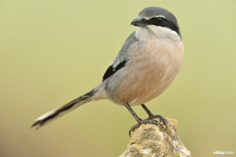 Zuidelijke klapekster