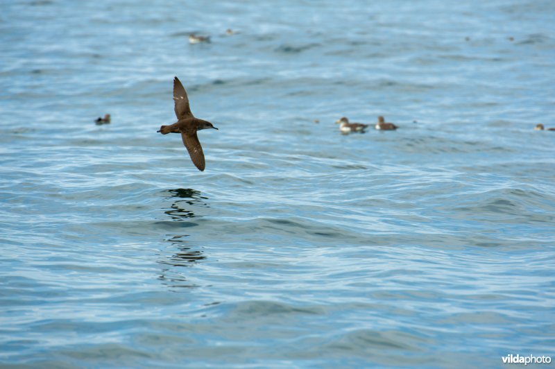 Vale pijlstormvogel