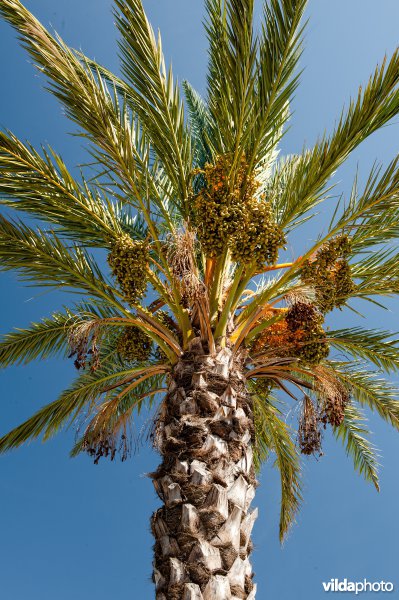 Canarische dadelpalm