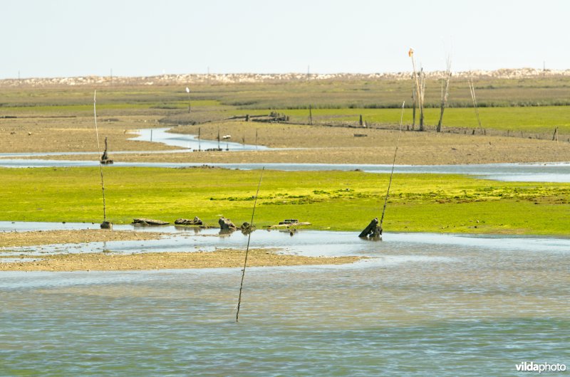 Zeegrasveld in Ria Formosa, Portugal