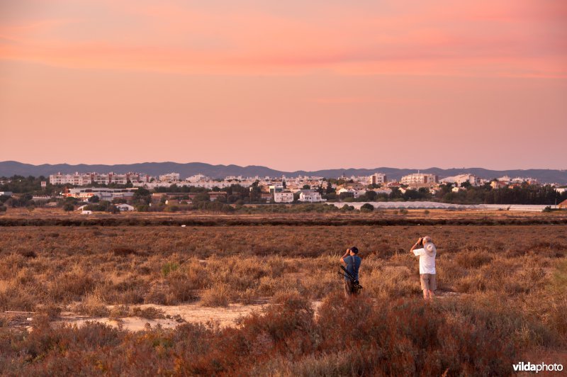 Vogels kijken in Ria Formosa 