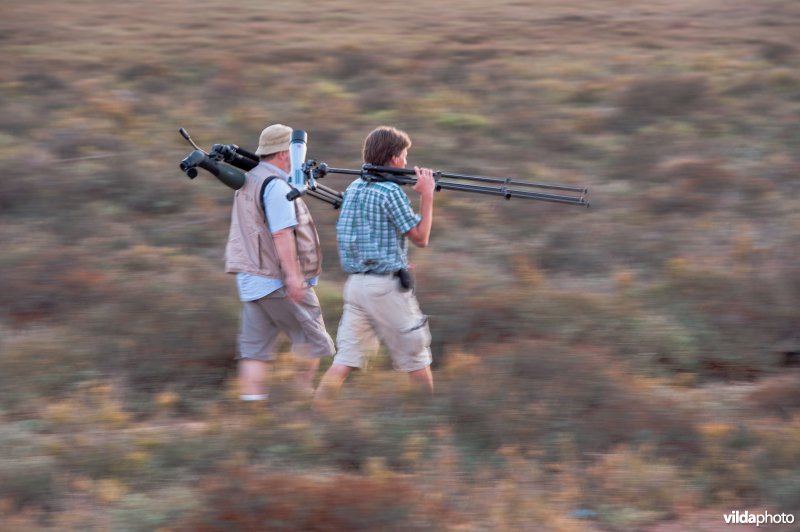 Vogels kijken in Ria Formosa 