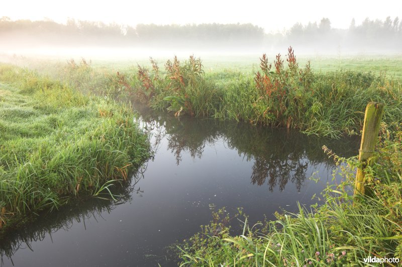 Kronkelende sloot in de Assels