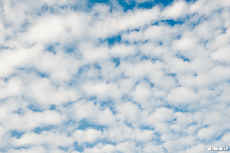 Schapenwolkjes (cirrocumulus)