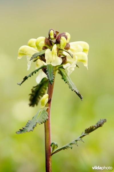 Vlammend kartelblad