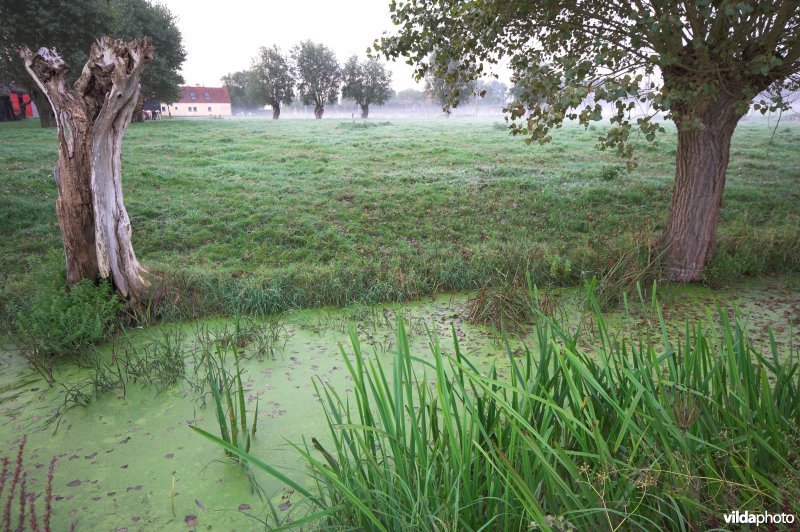 Gracht met knotwilgen in de Assels