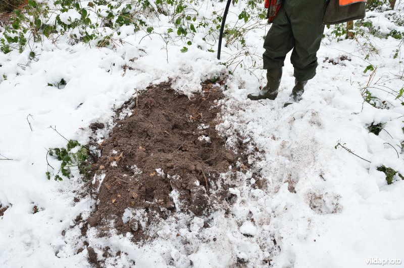 Everzwijnjacht in Vloethemveld