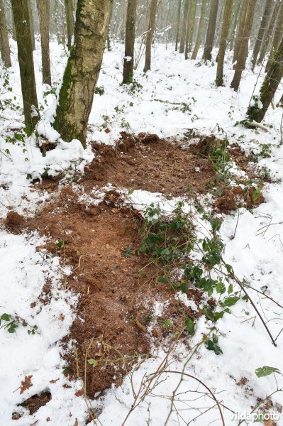 Everzwijnsporen in Vloethemveld