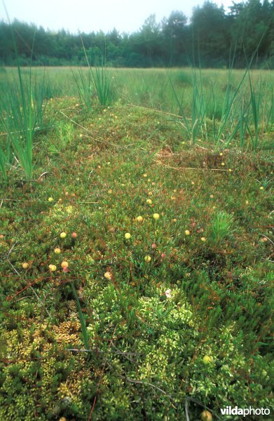 Natuurreservaat 