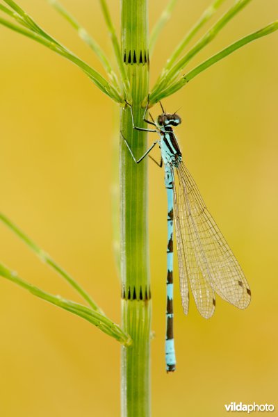 Speerwaterjuffer
