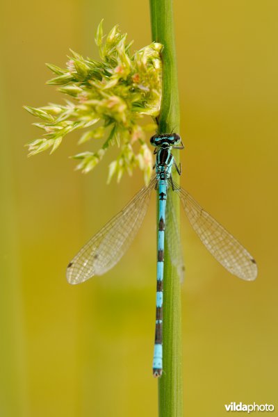 Speerwaterjuffer