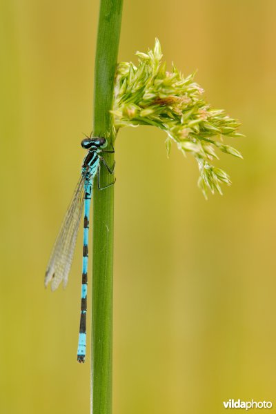 Speerwaterjuffer