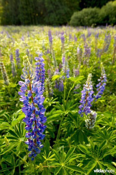 Wilde lupines