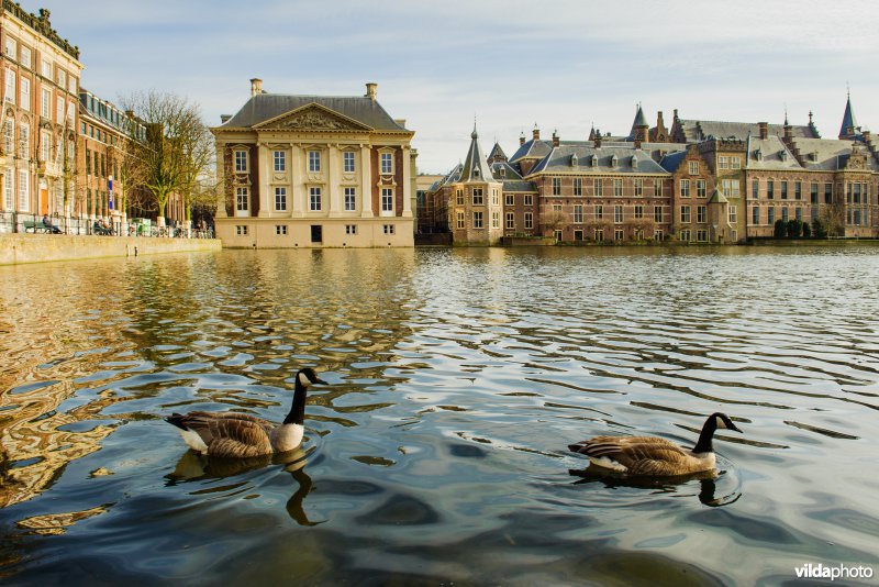 Canadese ganzen in de Hofvijver in Den Haag
