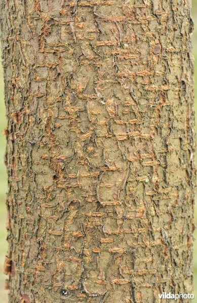 Schors van Amerikaanse vogelkers