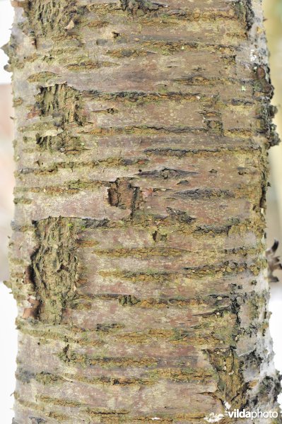 Schors van Zoete kers