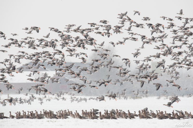 Kolganzen overwinteren in een besneeuwd boerenland