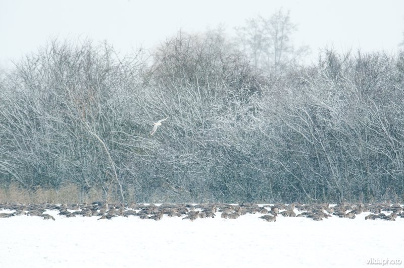 Kolganzen overwinteren in een besneeuwd boerenland