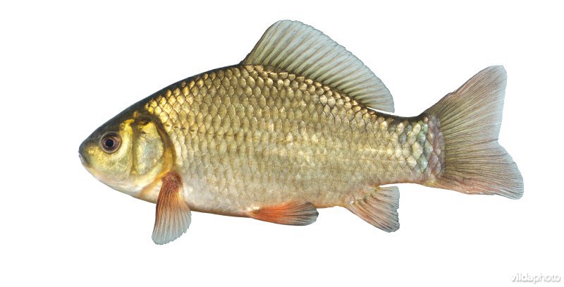 Kroeskarper