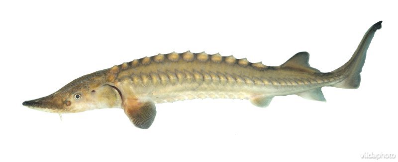 Atlantische steur