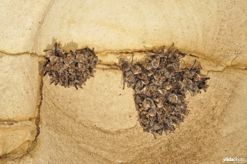 Kolonie kleine vale vleermuizen