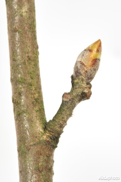 Twijg van Grauwe abeel