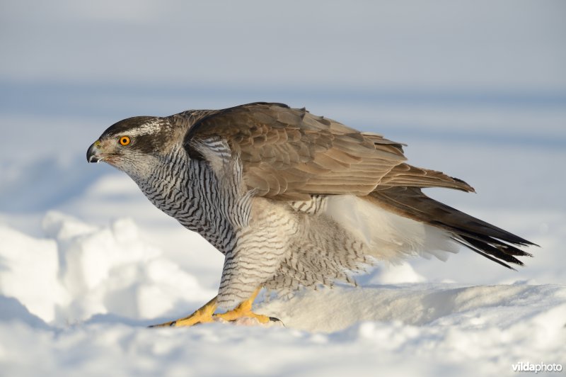 Havik in de sneeuw