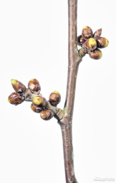 Twijg van zoete kers