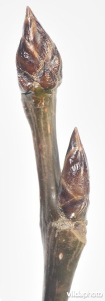 Twijg van Ratelpopulier