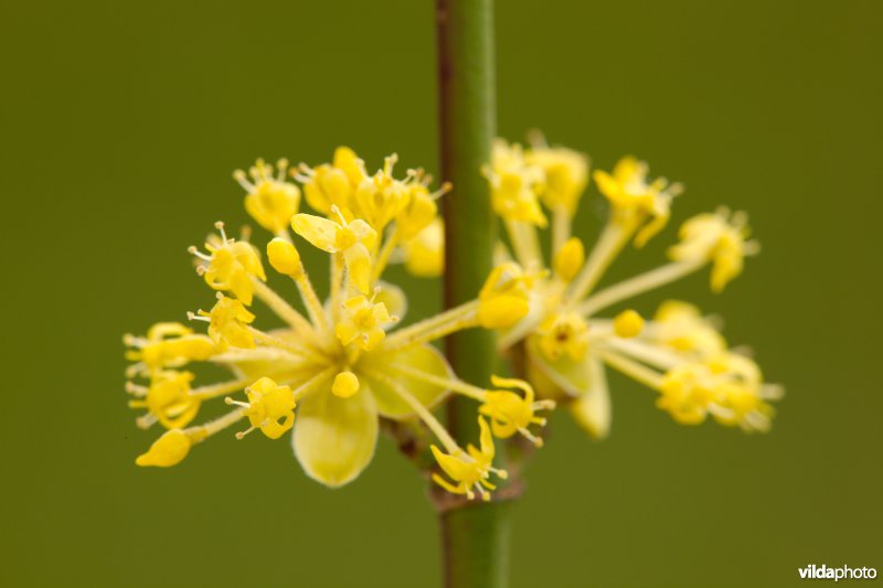 Bloemen van een gele kornoeljes