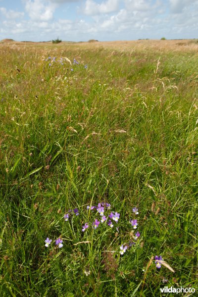 Duingrasland met viooltjes