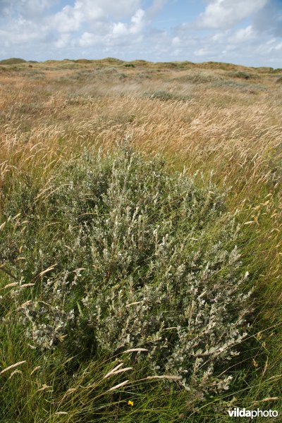 Duingrasland met kruipwilg
