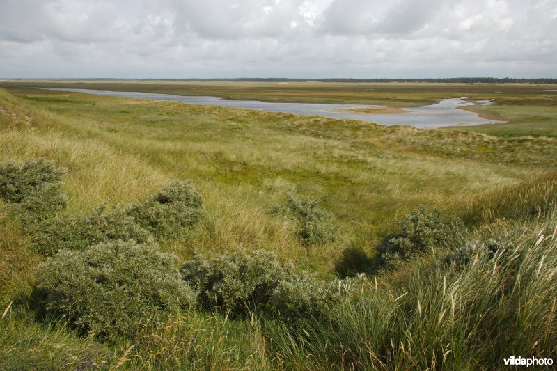 Begroeide duinen