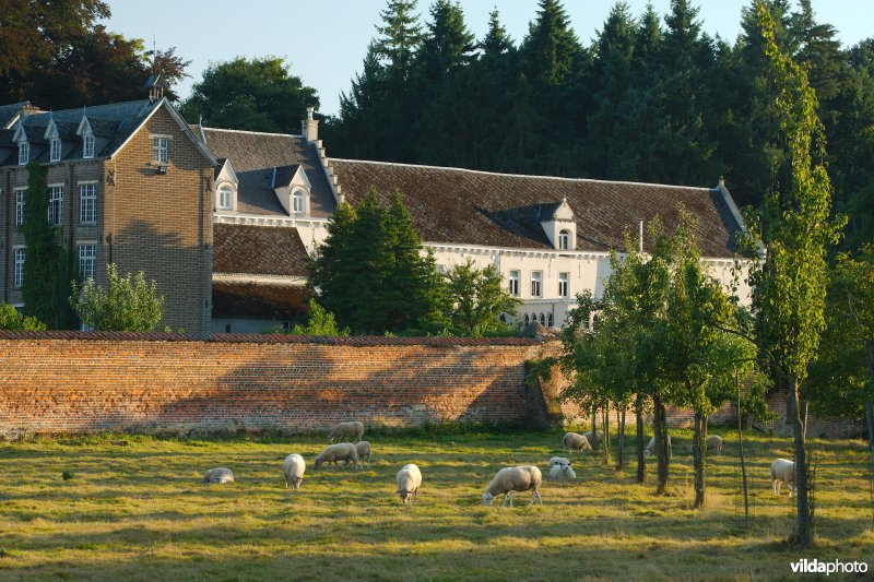 Begraasde boomgaard