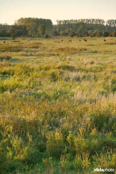 Verruigde graslanden