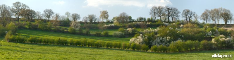 Haagjes in een bocagelandschap