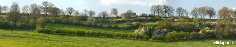 Haagjes in een bocagelandschap