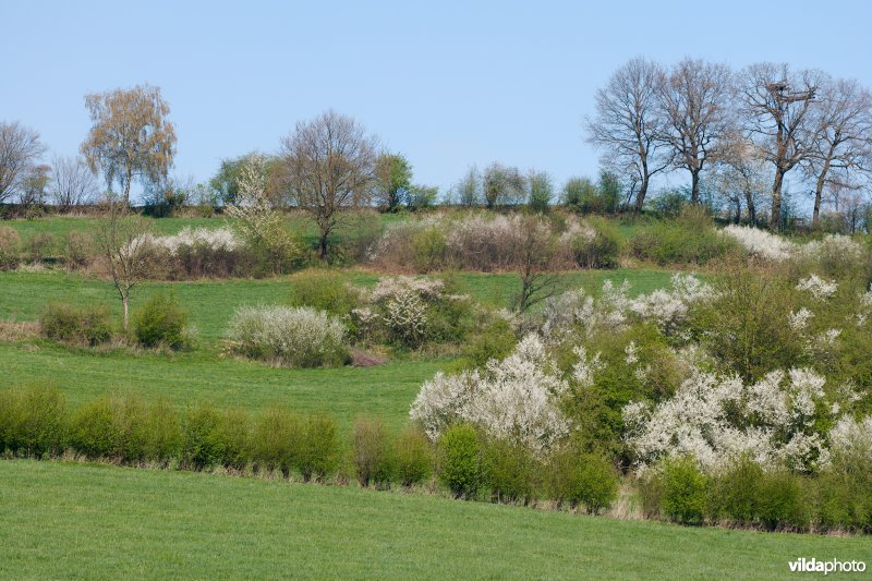 Haagjes in een bocagelandschap