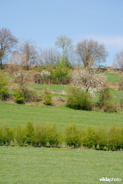 Haagjes in een bocagelandschap