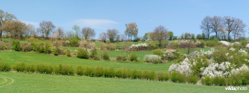 Haagjes in een bocagelandschap