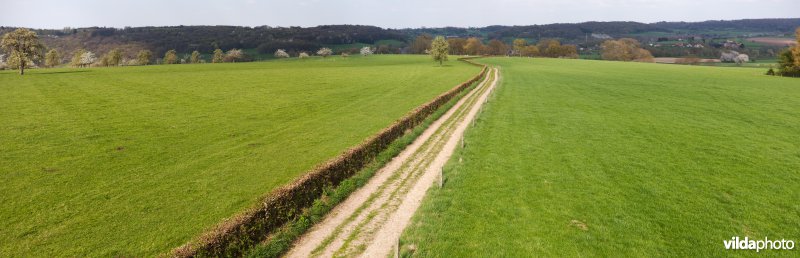 Meidoornhaagje aan het Mariahof